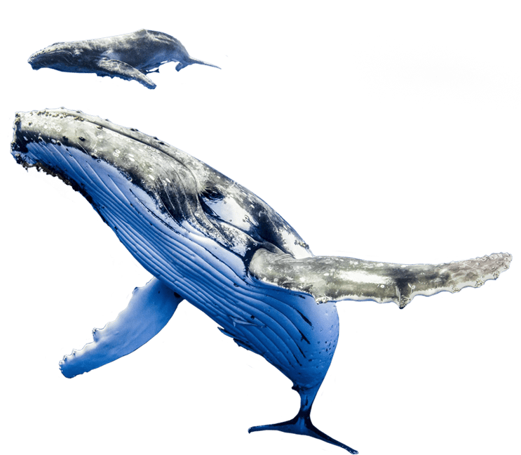 Whales